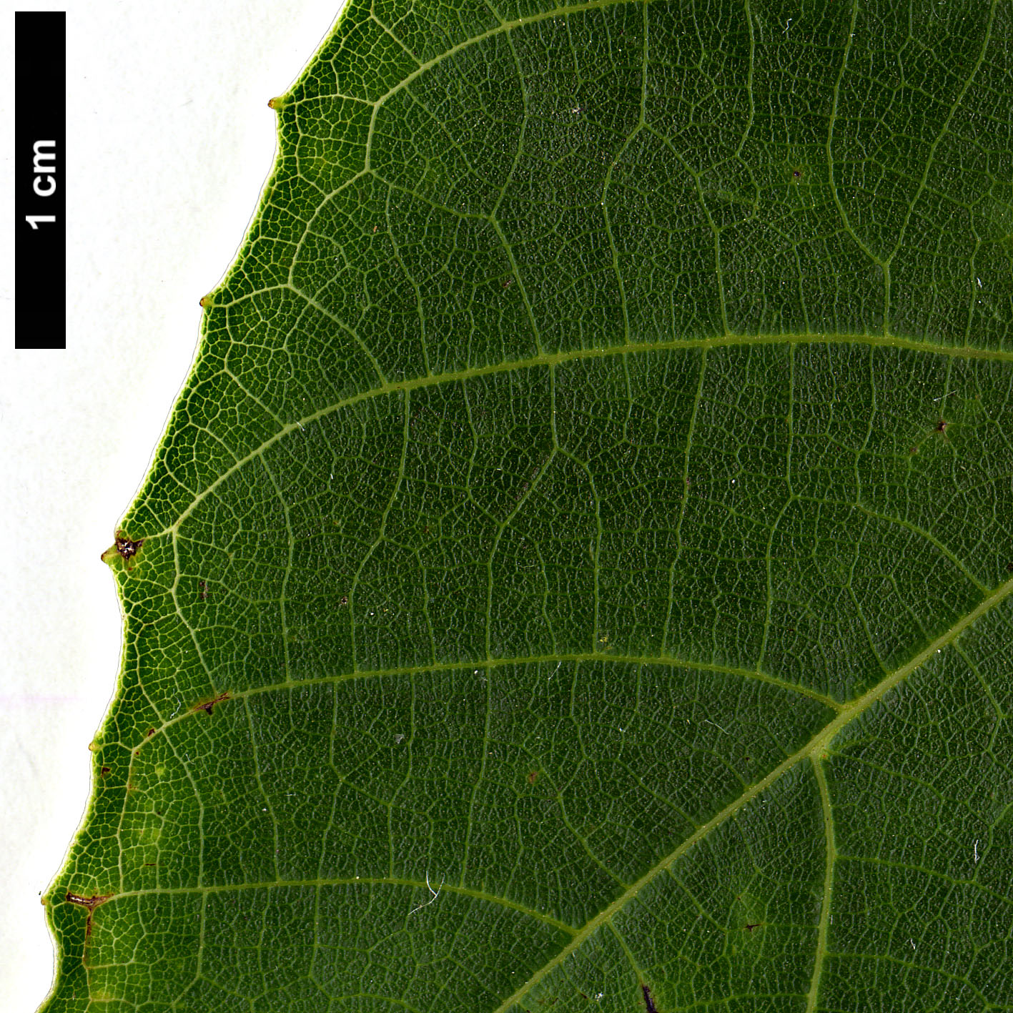 High resolution image: Family: Juglandaceae - Genus: Juglans - Taxon: sigillata